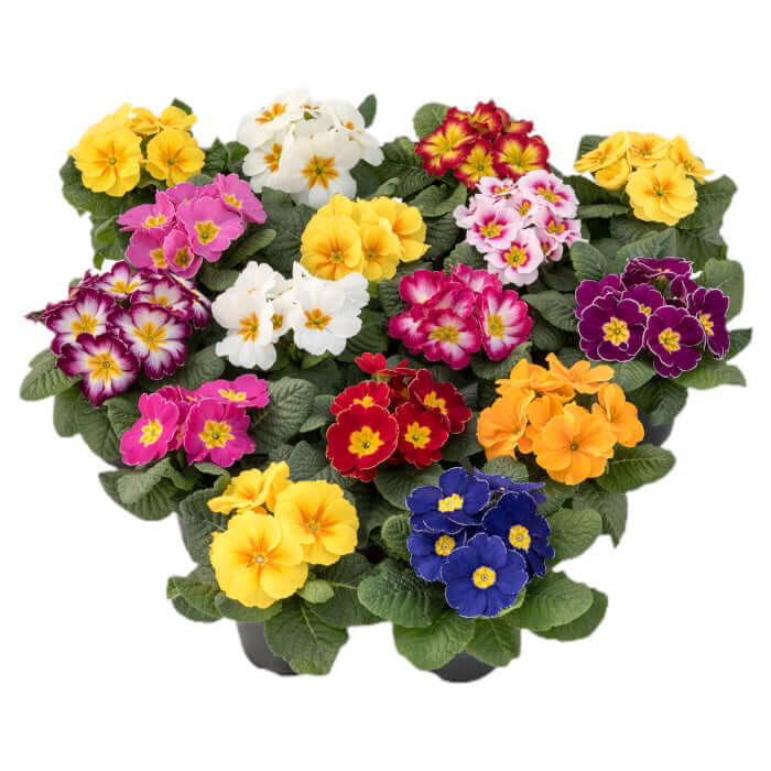 Primula Bonneli Mix Seed