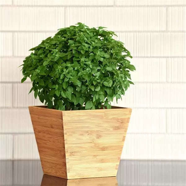 Basil Bonsai Seeds