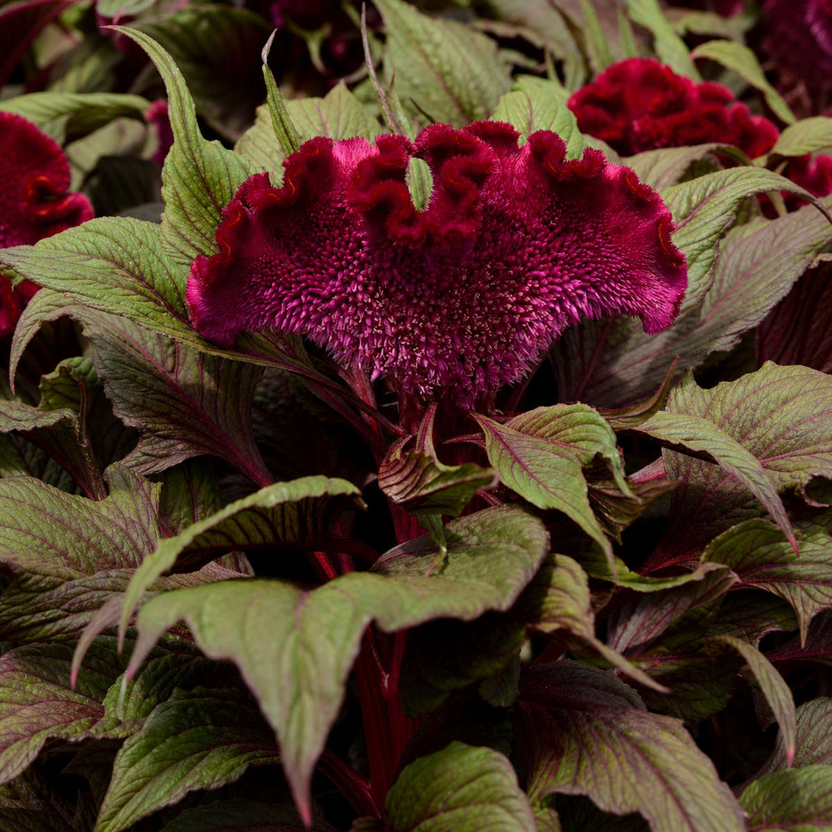 Celosia Dracula Seeds