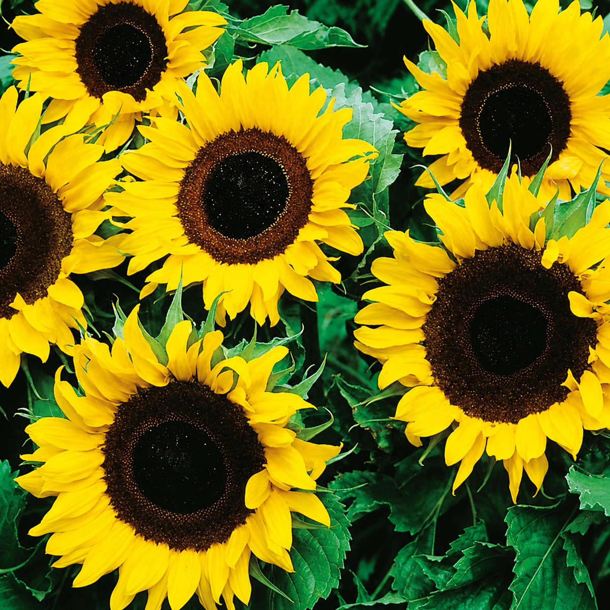 Sunflower Single Sunspot Seeds