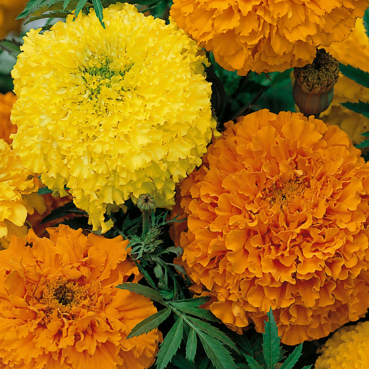 Marigold Crackerjack Mix Seeds