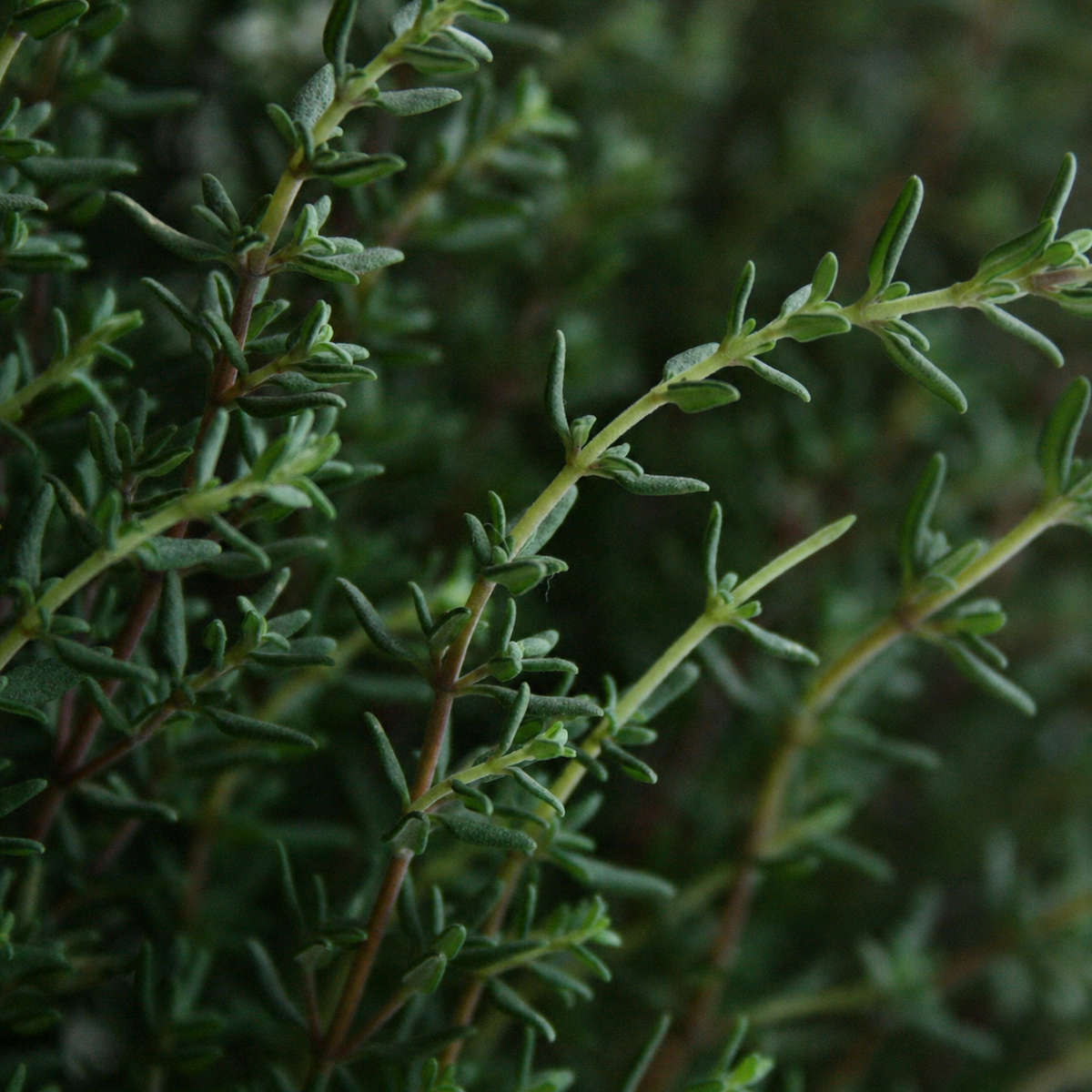 Thyme Winter Seeds