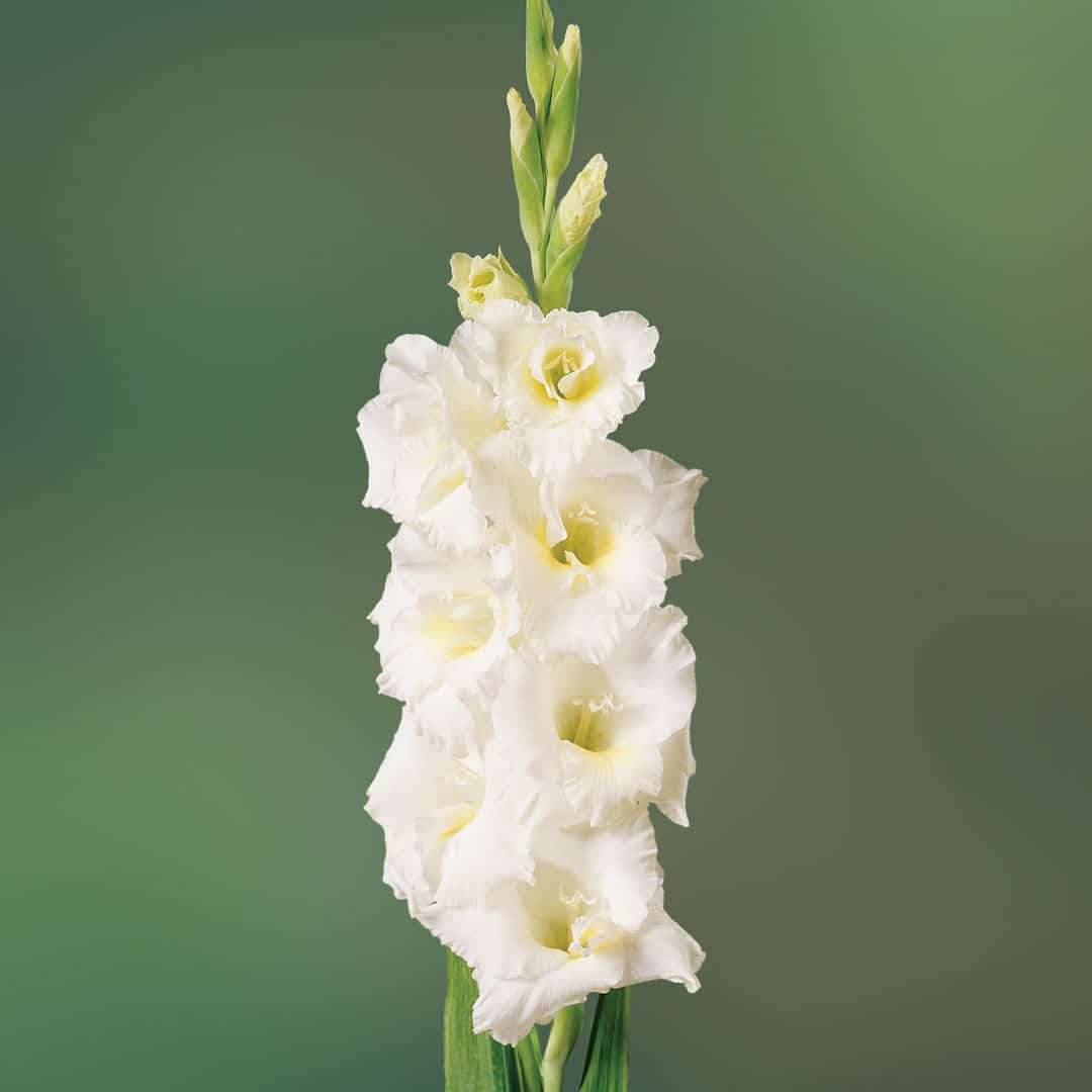 Gladioli - White - 10 bulbs