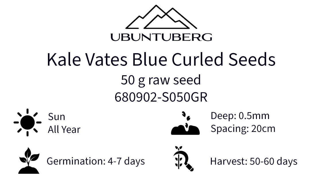 Kale Vates Blue Curled Seeds