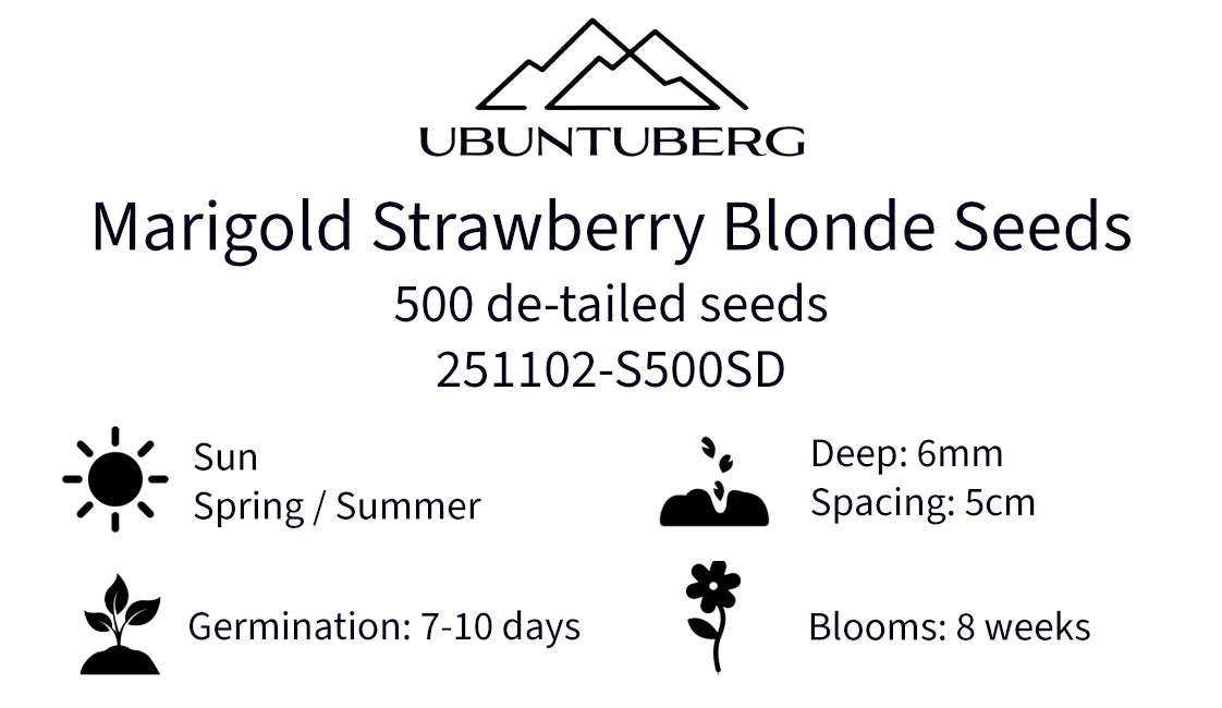 Marigold Strawberry Blonde Seeds
