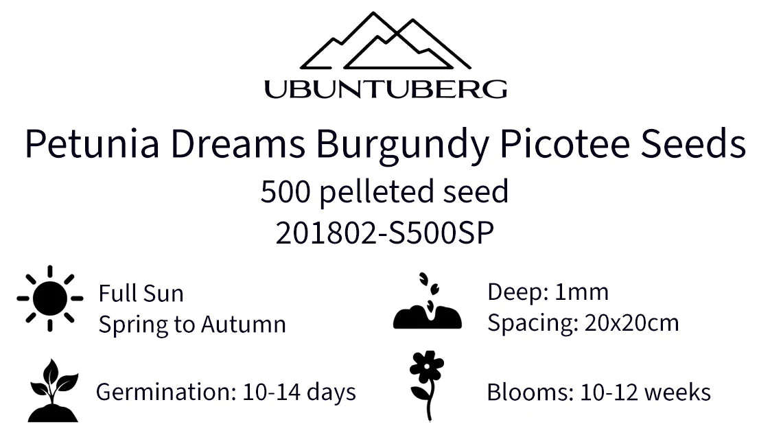 Petunia Dreams Burgundy Picotee Seeds