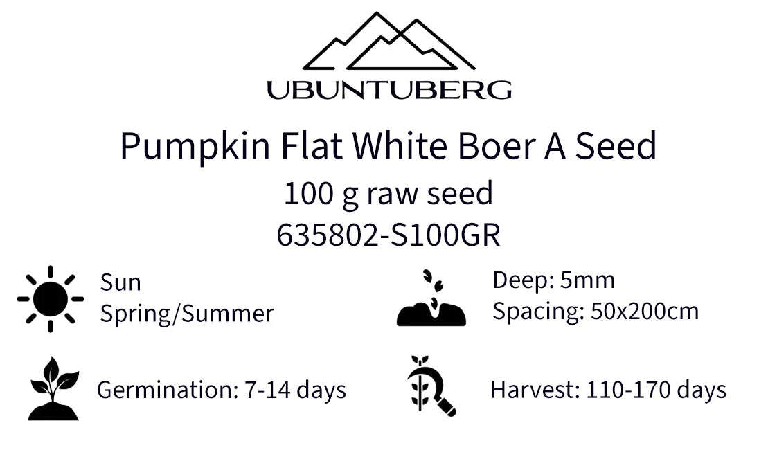 Pumpkin Flat White Boer A Seeds