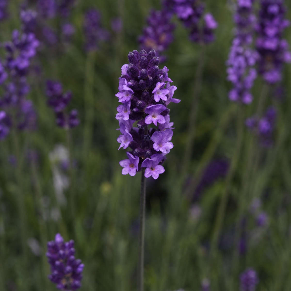 Lavender Avignon Early Blue Seeds