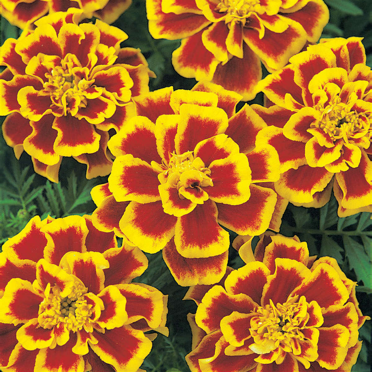 Marigold Durango Bee Seeds