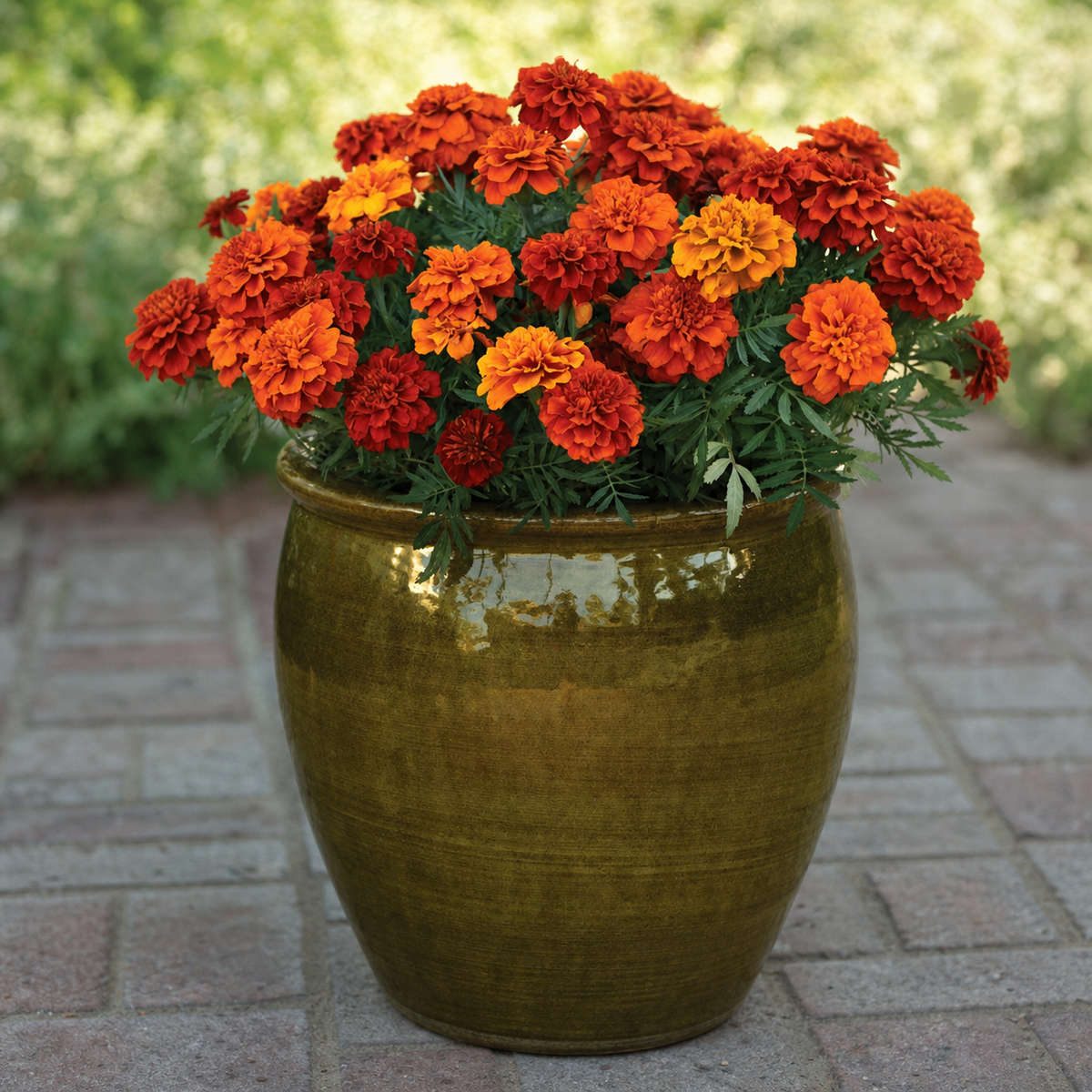 Marigold Fireball Seeds