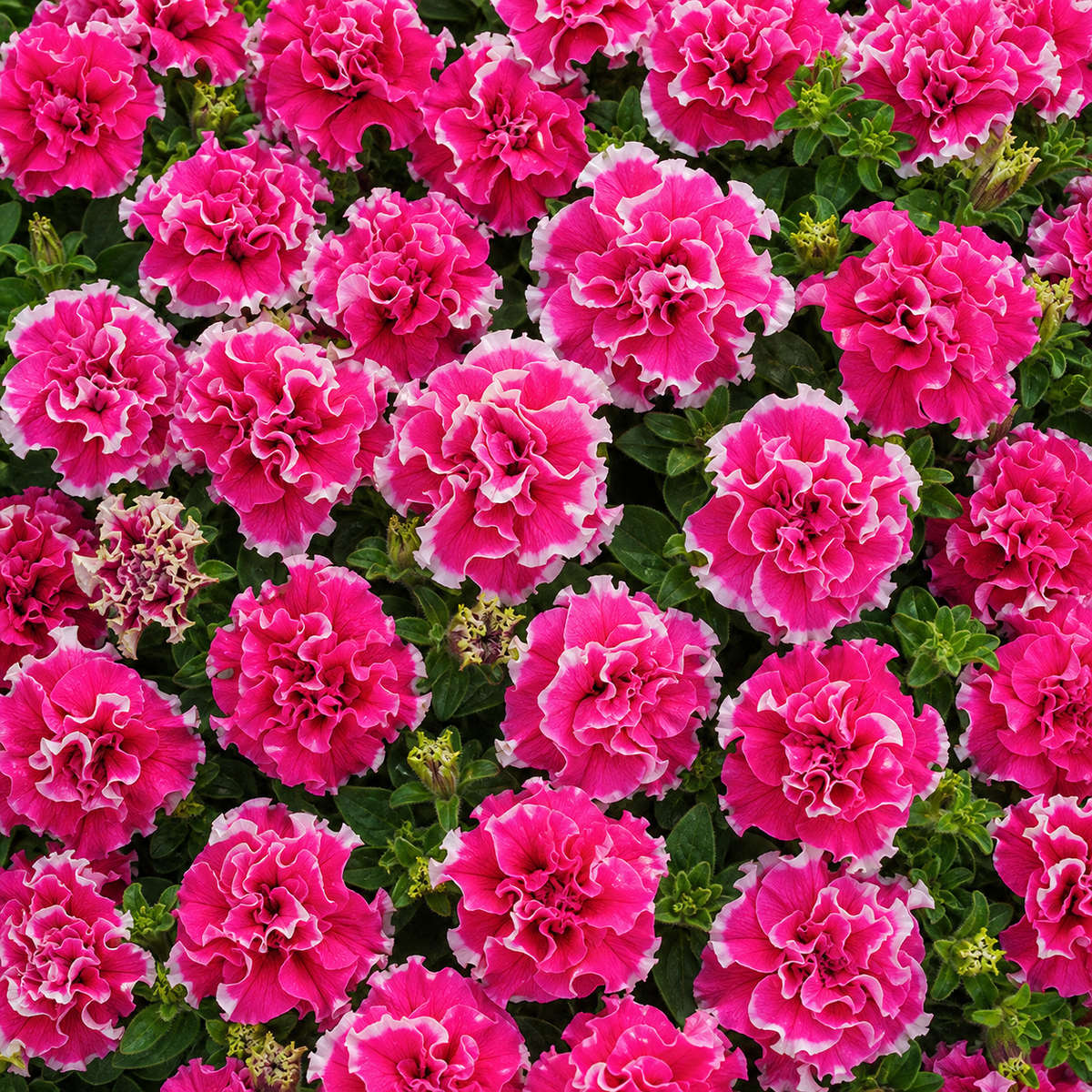 Petunia Pirouette Rose Seed