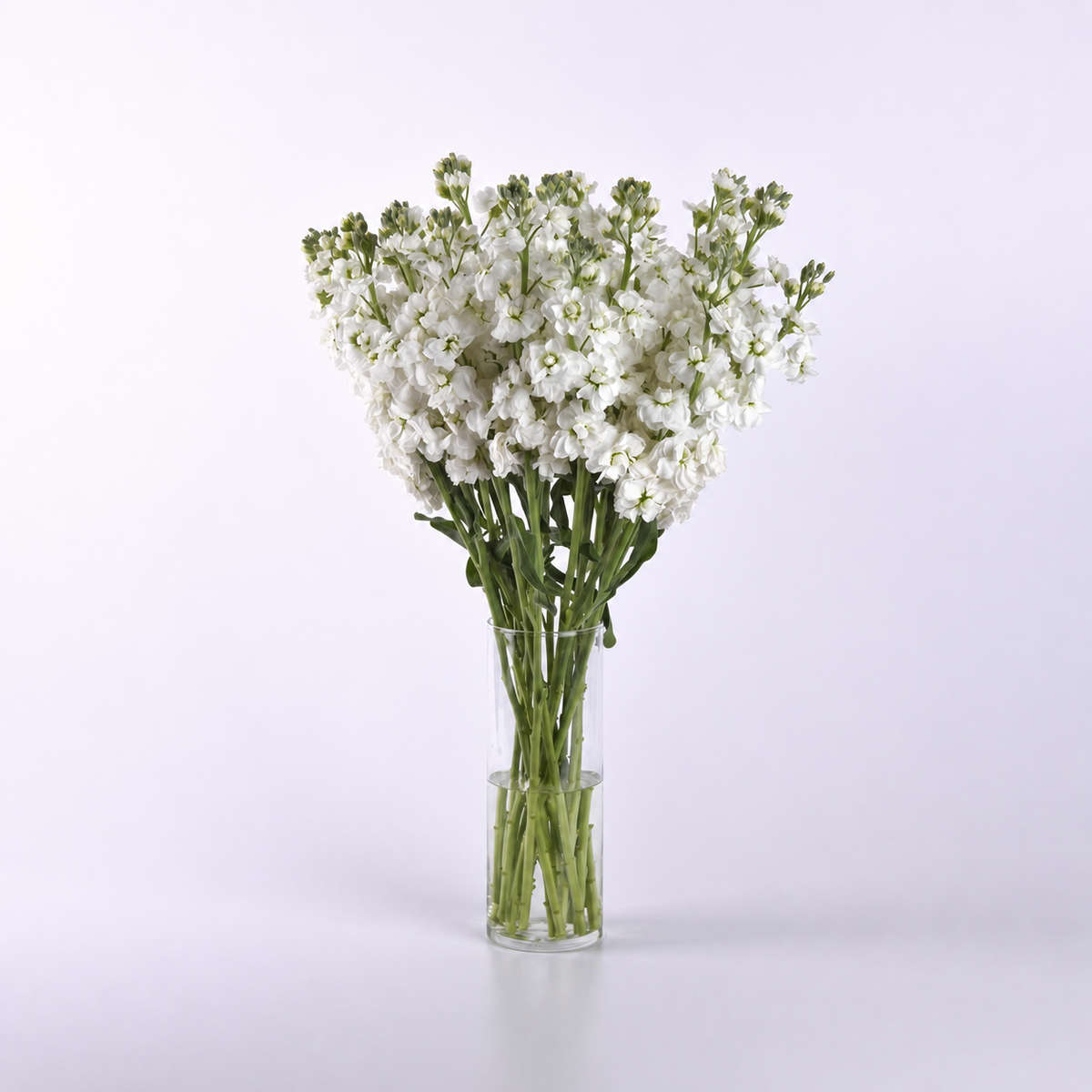 Stocks Katz High Double White Seeds