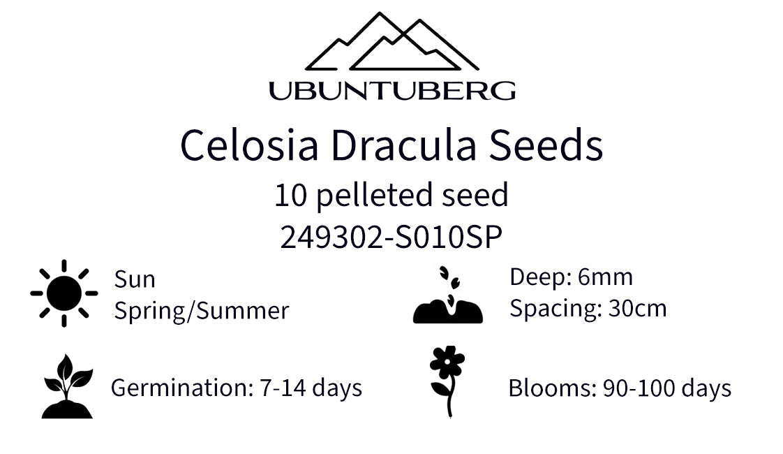 Celosia Dracula Seeds