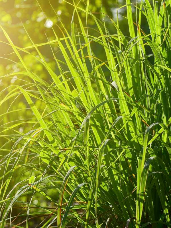 Lemongrass Seedlings