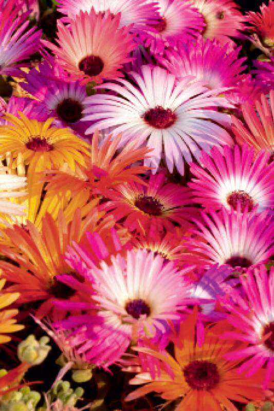 Mesembryanthemum Mixed Seed