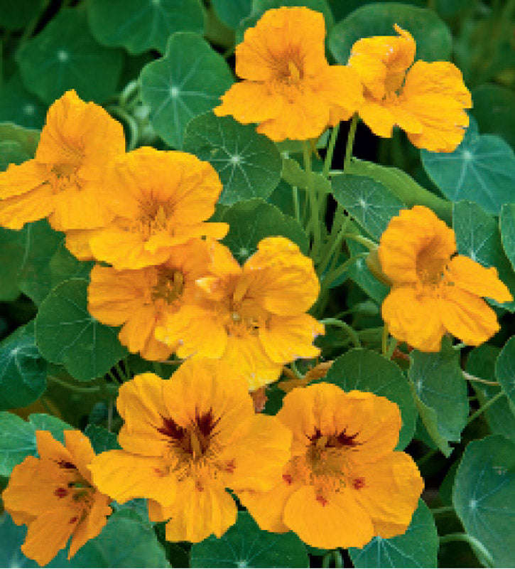 Nasturtium Golden Globe Seeds