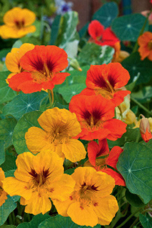 Nasturtium Jewel Choice Mix Seeds