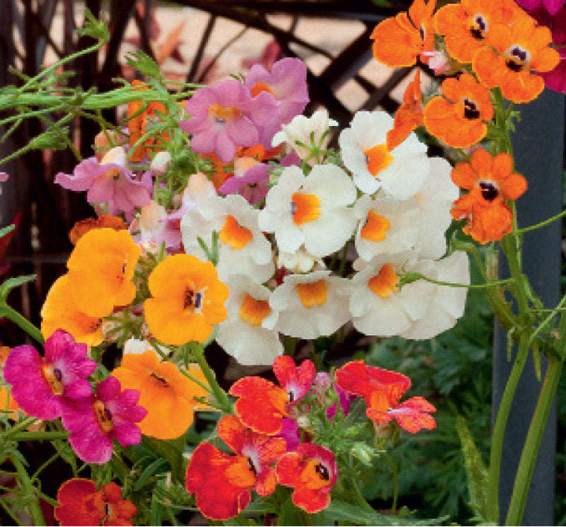 Nemesia Carnival Mix Seeds