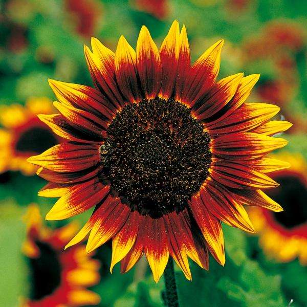 Helianthus Pro Cut Orange Bi-Colour Seeds