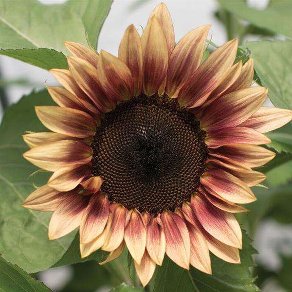Helianthus Pro Cut Plum Seeds