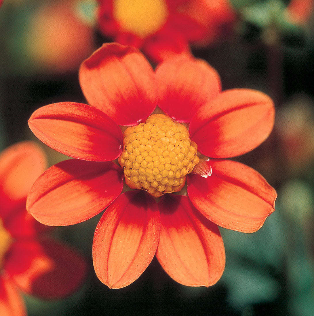 Dahlia Top Mix - Orange - 2 bulbs