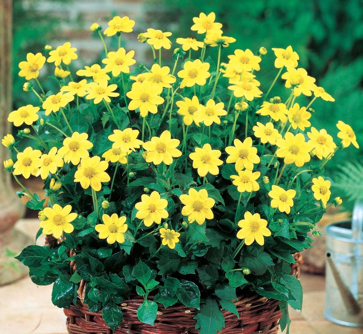 Dahlia Top Mix - Yellow - 2 bulbs