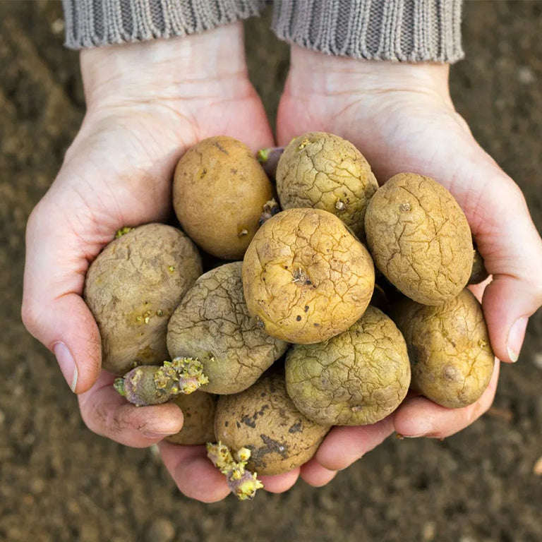 Foxy Seed Potatoes, 10 per bag (Buy 1 Get 1 Free)