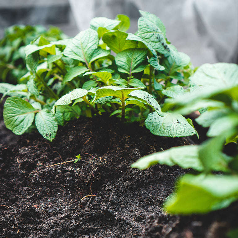 Mondial Seed Potatoes, 10 per bag (Buy 1 Get 1 FREE)