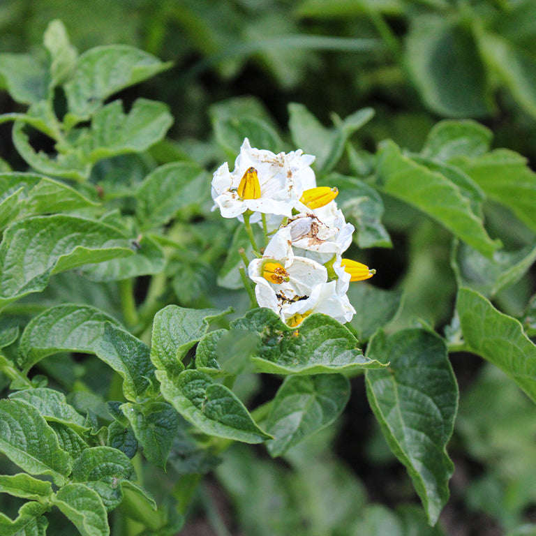 Foxy Seed Potatoes, 10 per bag (Buy 1 Get 1 Free)