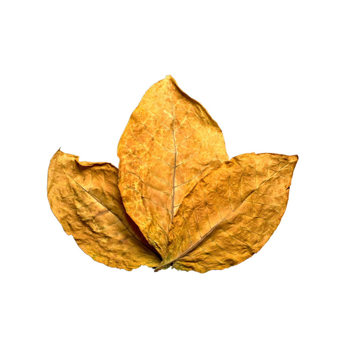 Virginia Concentrate (FA)