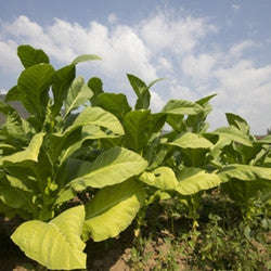 Tobacco Flavor Concentrate (TFA) - 10ml