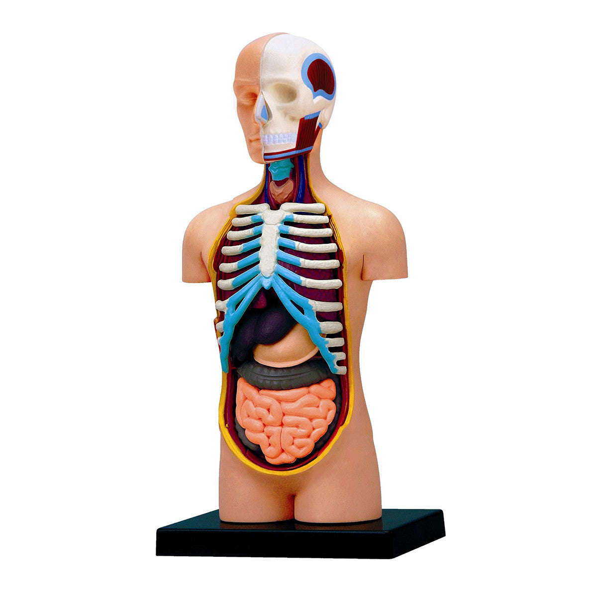 Human Anatomy - Torso Model