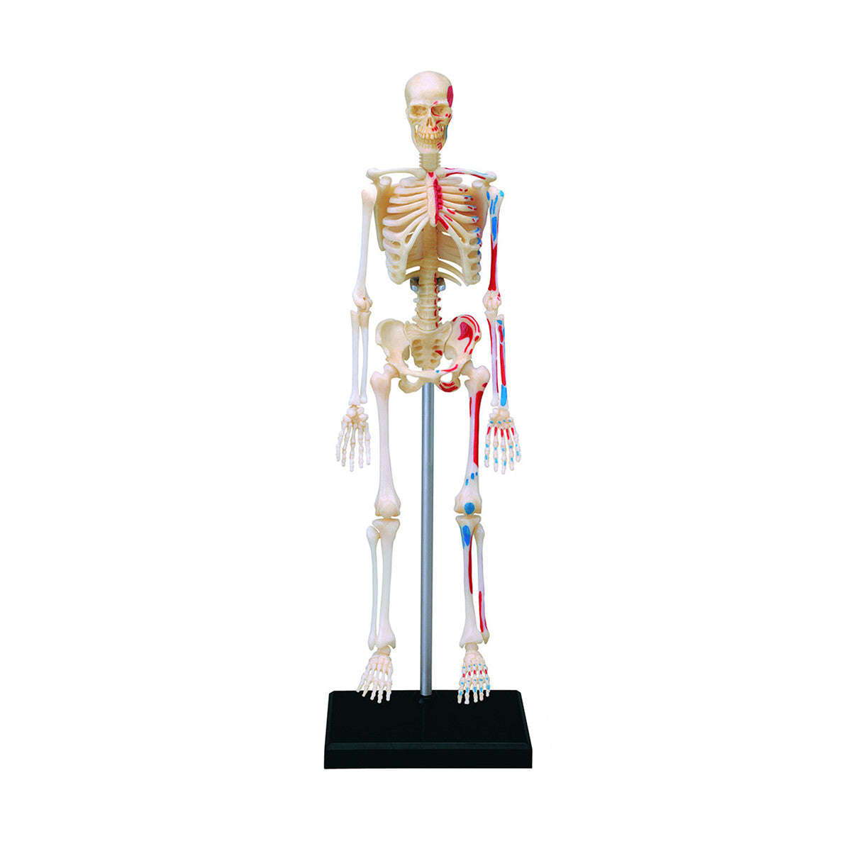 Human Anatomy - Skeleton model