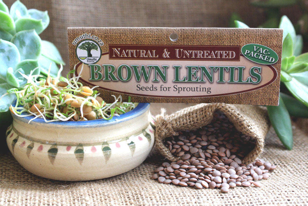 LENTILS, BROWN/BLACK <BR> for Sprouting - 150g Vac Pack