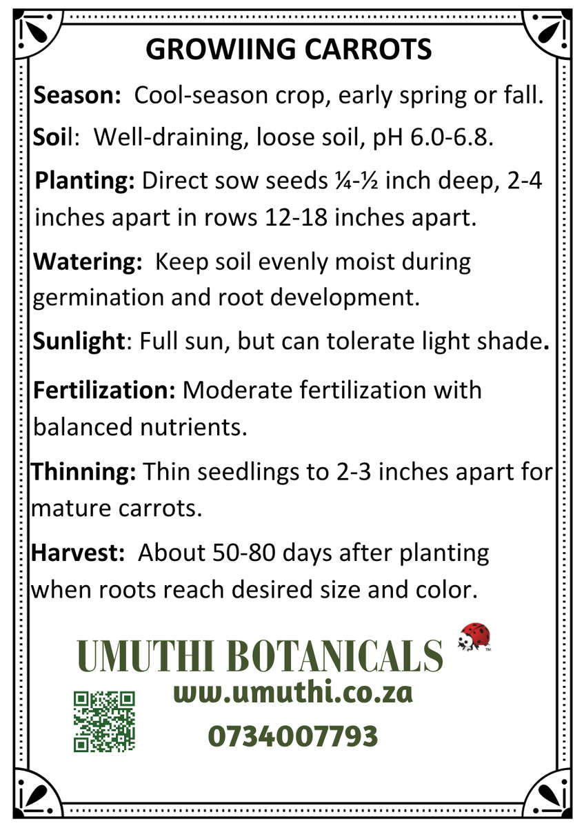 Carrot Rainbow MIx- Approx 700 seeds - Raw Open Pollinated