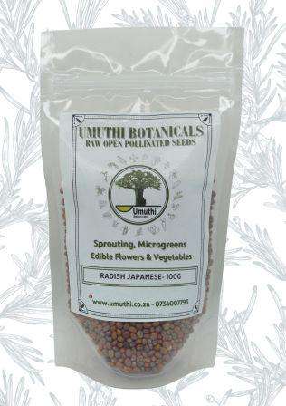 Radish Japanese (Daikon) - Raphanus Sativus - Natural & Untreated - Sprouting