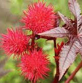 Castor Oil - Organic  - Hexane free