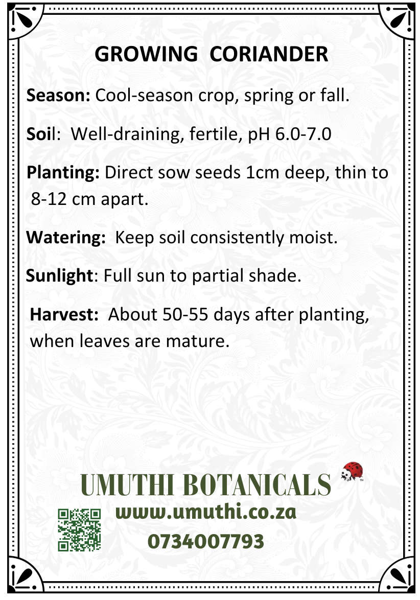 Coriander - Approx 100 seeds - Raw Open Pollinated