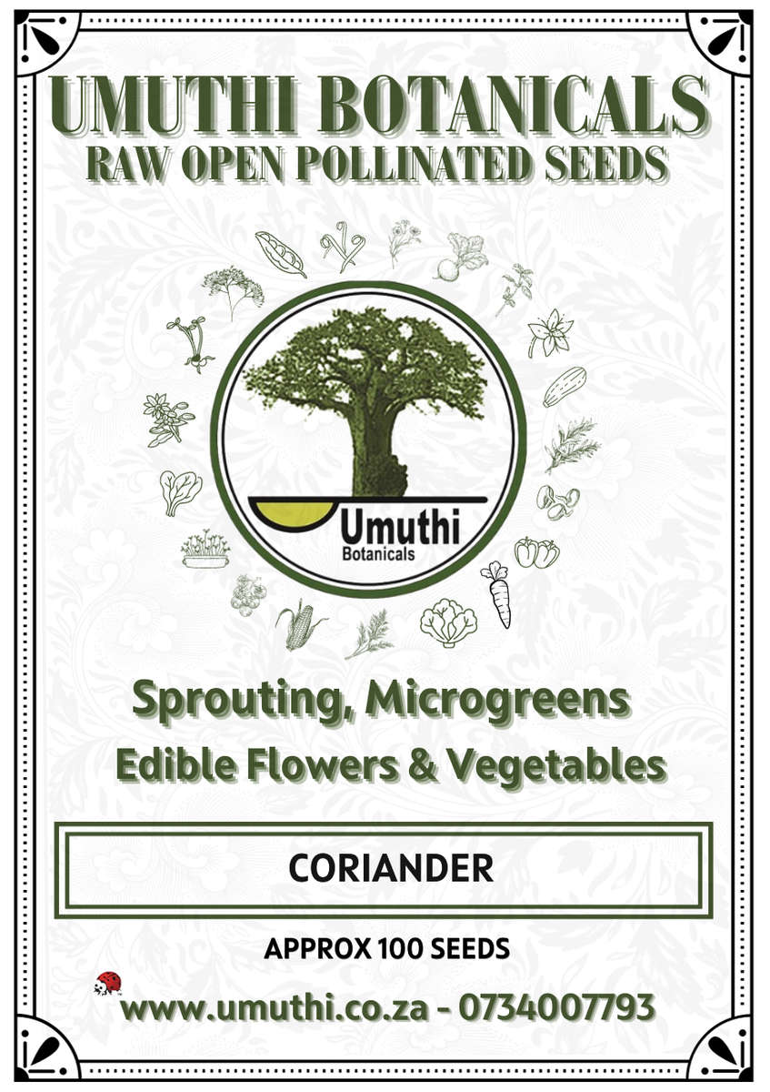 Coriander - Approx 100 seeds - Raw Open Pollinated