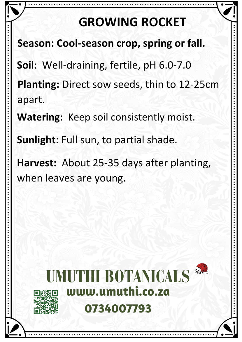 Rocket - Arugula - Approx 200 seeds - Raw Open Pollinated