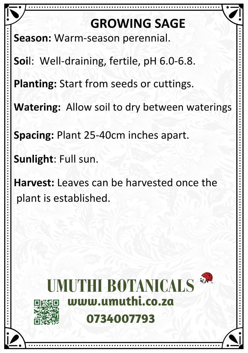 Sage - Approx 30 seeds - Raw Open Pollinated