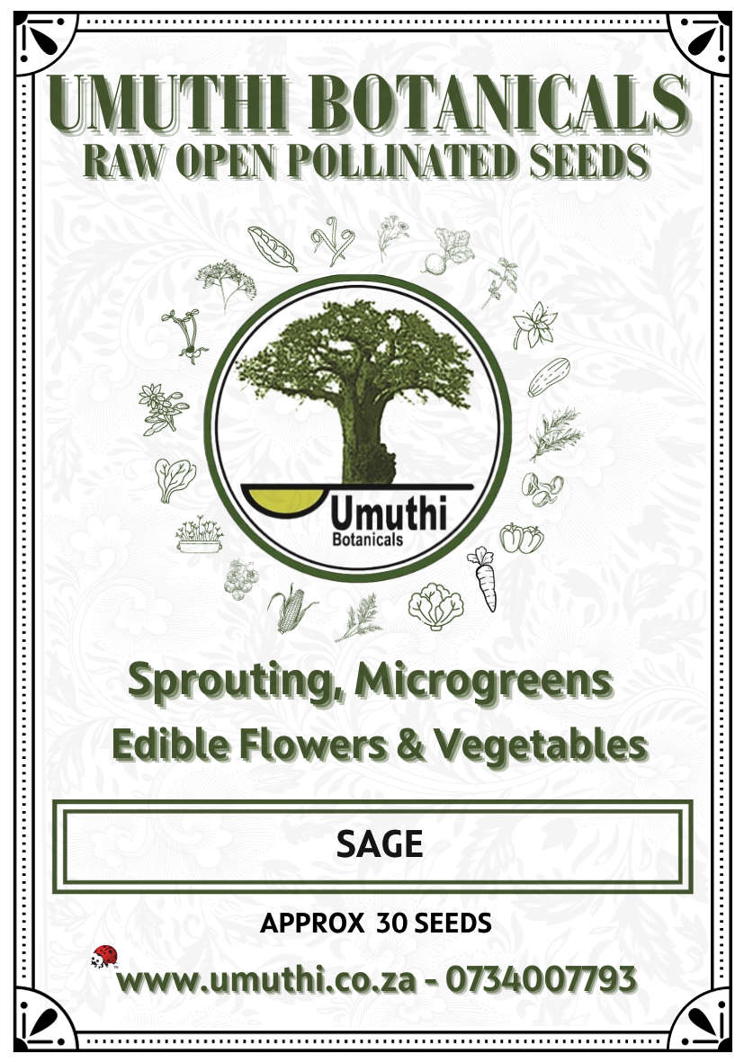 Sage - Approx 30 seeds - Raw Open Pollinated