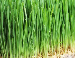 Barley Grass Seeds - Hordeum Vulgare - Conventional GMO - Microgreens - 1kg