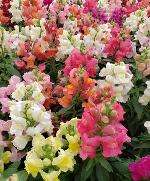 SNAP DRAGON SNAPSHOT MIXTURE - edible flower seeds -  50 seeds