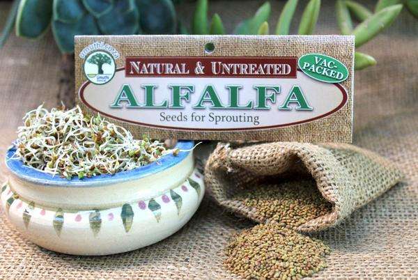 Alfalfa Sprouting Seeds - a.k.a. Lucerne - Medicago Sativa- Microgreens - 500g Vac Pack