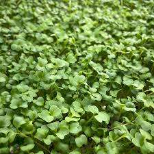 Radish Cherry Belle - Natural & Untreated