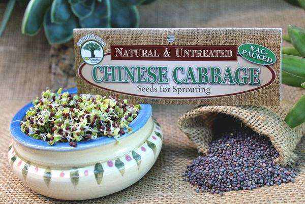 CHINESE CABBAGE SPROUTING SEEDS - Brassiica Rapa Subspecies Chinensis - Natural & Untreated