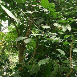 COPAIBA BALSAM OIL - Copaifera langsdorfii - 100% pure