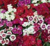 DIANTHUS IDEAL SELECT MIX - Untreated Edible Flower Seed - 50 seeds