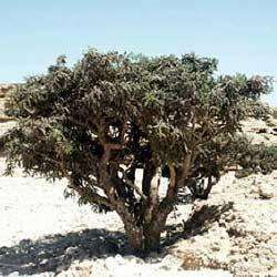 FRANKINCENSE CATERII OIL - boswellia carterii - 100% Pure - 10ml